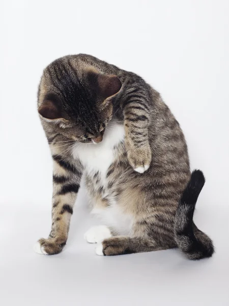 Кот моет — стоковое фото