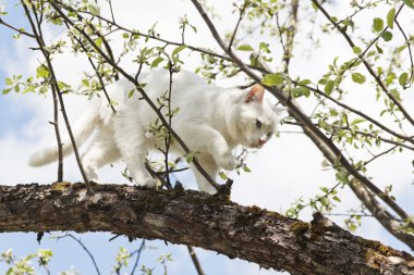 Beyaz kedi bir ağaç üzerinde yürüyor