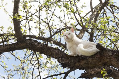 Mavi gözlü beyaz kedi ağaca tırmanıyor