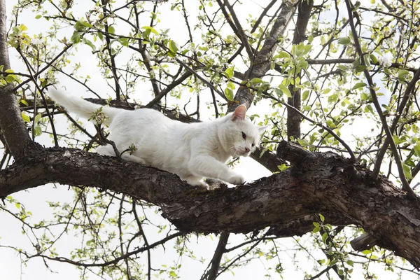 Beyaz kedi ağaca tırmanıyor