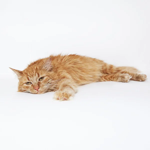 Ginger cat lying down on the white background