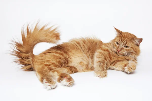 The red fluffy cat plays with the tail — Stock fotografie