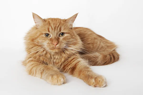 Kızıl saçlı kedi