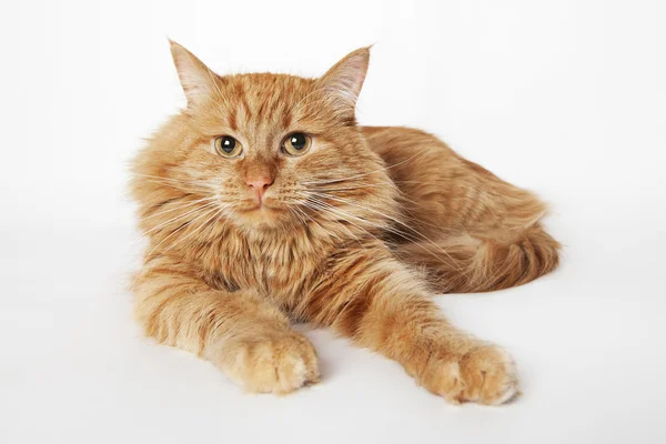 Zencefil kedi kameraya seyir