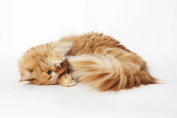 zencefil kedi oynuyor