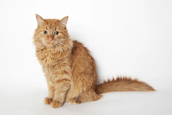 Ginger cat sits and looks at camera