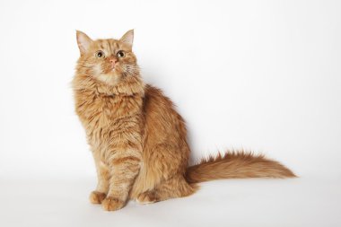 oturma kırmızı kedi ve yukarıya bakıyor