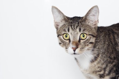 Beyaz üzerine meraklı kedi