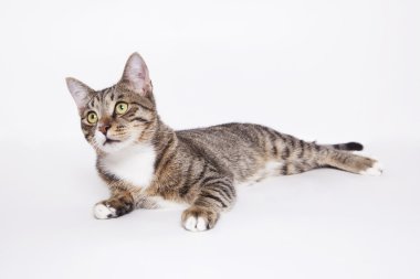 Çizgili kedi üzerinde beyaz yalan