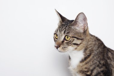 bir kedinin kafasını