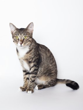 Tekir kedi beyazı izole etti.