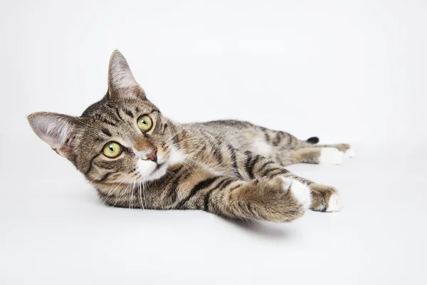 tekir kedi üzerinde beyaz yalan 