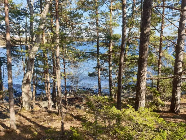 Prachtig Bos Aan Zweedse Kust — Stockfoto