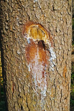 bir ağaç bir balta ile çentik