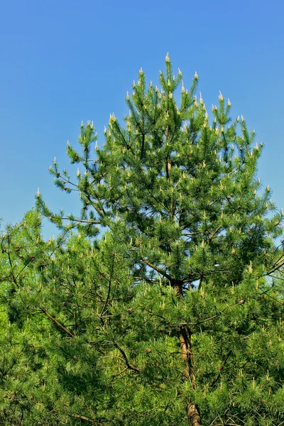 Genç lahanası ile çam