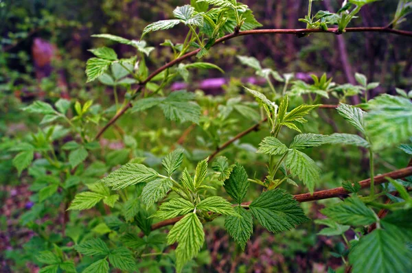 Raspberry leaves — Stock Photo, Image