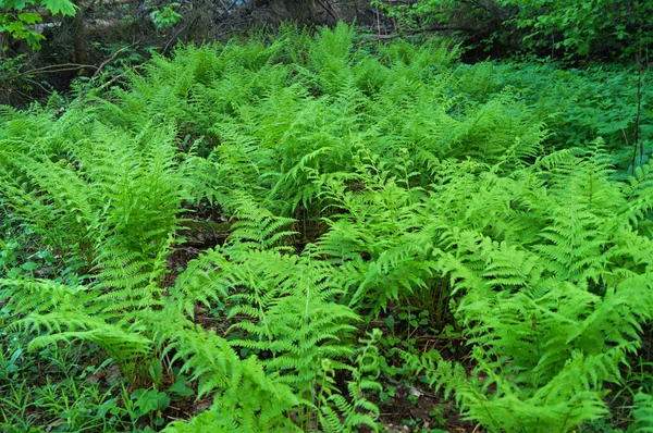 Athyrium filix-femina — Fotografia de Stock