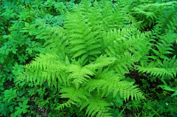 Giovane cespuglio athyrium — Foto Stock