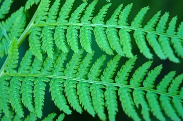 Foglie di athyrium primo piano — Foto Stock