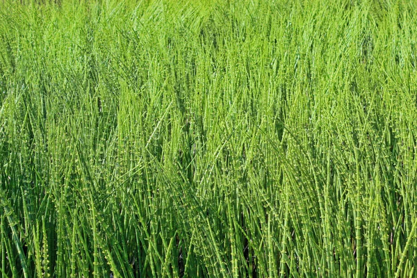 Thickets horsetail — Stock Image Thickets horsetail Royalty Free Stock Photos