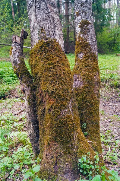 Moss on the tree Stock Photo