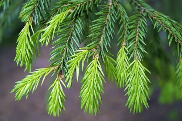 云杉枝条幼芽 免版税图库照片