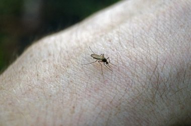 Sivrisinek bir kişinin kan içer.