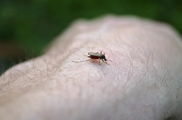 Mosquito bebeu sangue humano . Fotografias De Stock Royalty-Free