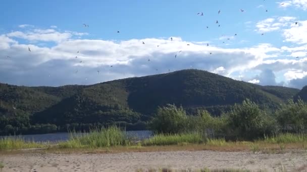 Чайки на узбережжі острова голодних. — стокове відео