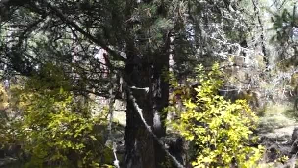 Pferdeherde läuft über den Waldweg im Altai. — Stockvideo