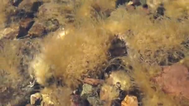 The algae on the stones on the river Biya in Altai. — Stock Video