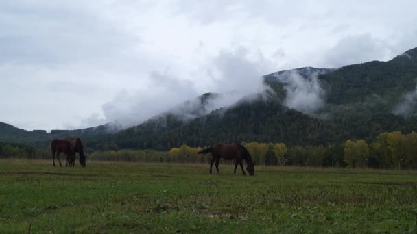 在阿尔泰山的山坡上吃草的马. — 图库视频影像