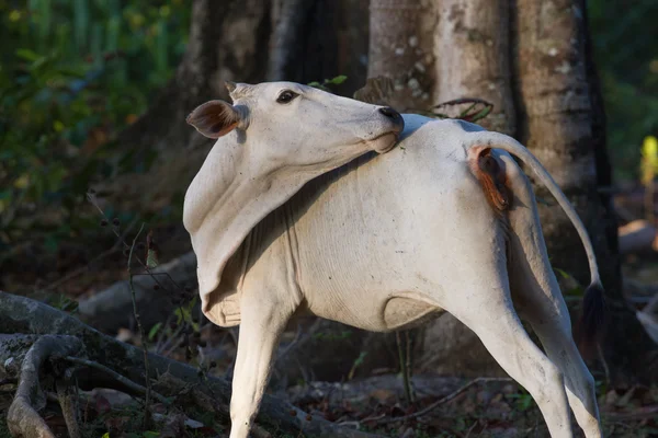 White cow in the coconut forest on Little Andaman Island, India — Stock Photo, Image