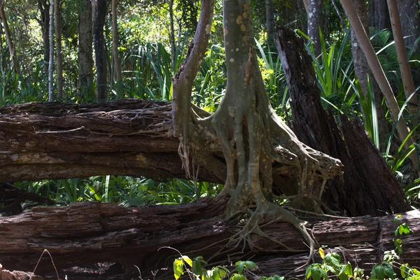Netzwerk verzweigt Stamm ficus banyan auf der Insel — Stockfoto