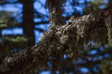 Evernia prunastri Lichen Türkiye, elmalı thallus.