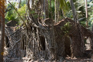 Ağ dalları gövde ficus banyan Ross Adası