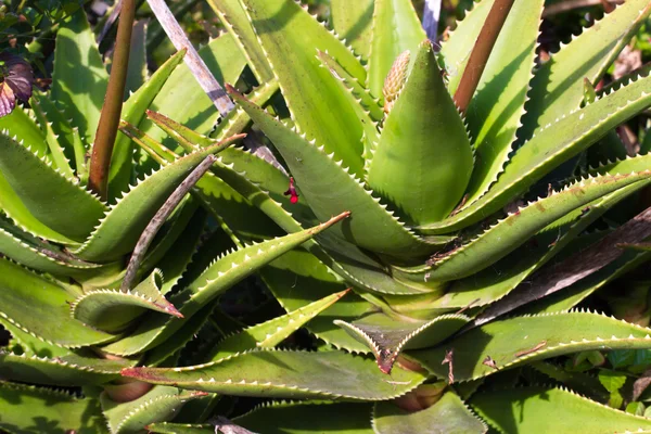 Bladen av läkemedel aloe vera planta — Stockfoto