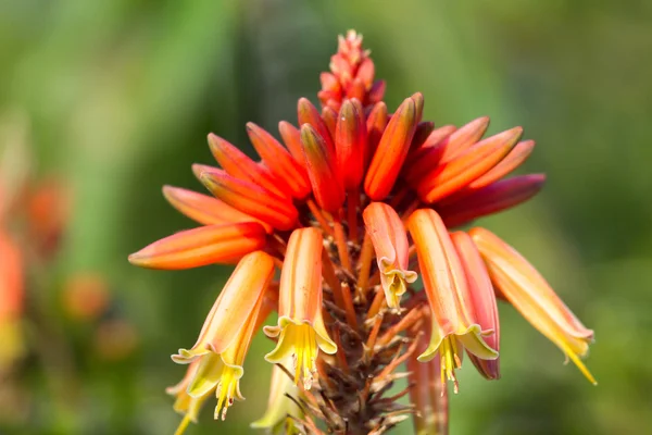 Çiçekler ve tıbbi aloe vera bitki yaprakları