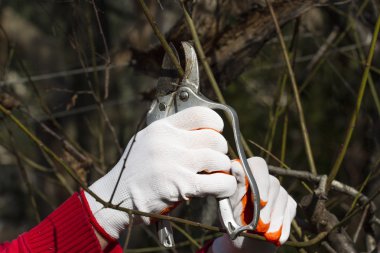 Parlak budama bahar zaman eldiven