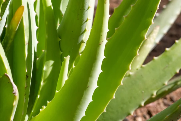 Folhas de planta de aloe vera medicinal — Fotografia de Stock