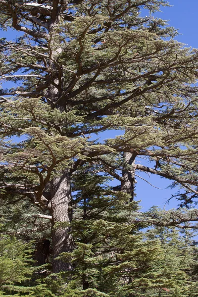 Cedar tree ν βουνά, Τουρκία — Φωτογραφία Αρχείου
