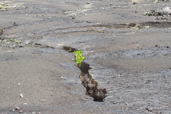 Planta brotando en la piedra. Desierto de hierbas . — Foto de Stock