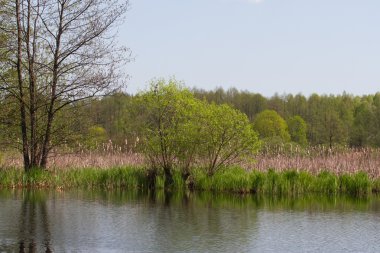 Panorama Menderes Nehri kuzeyinde Ukrayna Sumy bölgesi reed ile. Kumarhaneyi bitki örtüsü Salix sp. acarlar çayır