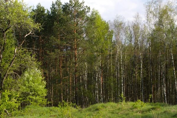 Huş grove Belarus ve Rusya ile sınır üzerinde. Ukrayna Sumy bölgesi, Polissya bulunan — Stok fotoğraf