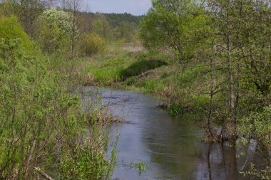 Panorama Menderes Nehri kuzeyinde Ukrayna Sumy bölgesi reed ile. Kumarhaneyi bitki örtüsü Salix sp. acarlar çayır