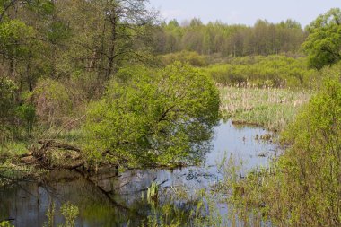 Panorama Menderes Nehri kuzeyinde Ukrayna Sumy bölgesi reed ile. Kumarhaneyi bitki örtüsü Salix sp. acarlar çayır