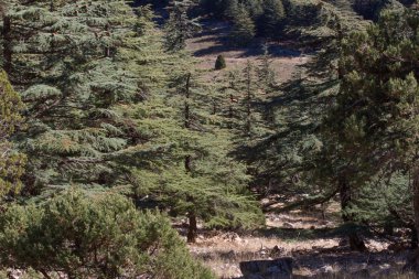 Lübnan sedir ağacı orman en yüksek dağlarda