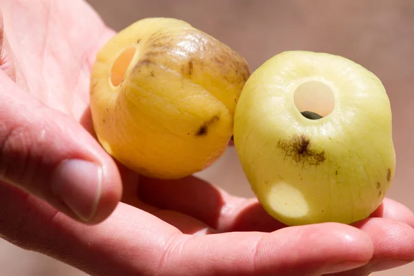 Feche um Kandoo. Frutas à mão — Fotografia de Stock