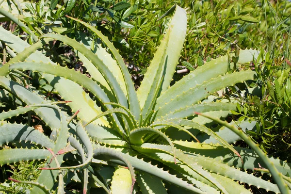 Folhas de planta de aloe vera medicinal. Medicina — Fotografia de Stock