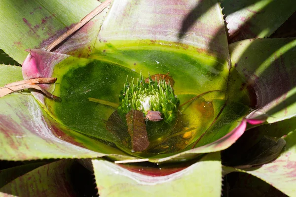 Κοντινή φωτογραφία του Bromelia. Bromeliaceae μακροεντολή, πράσινα φύλλα με το νερό — Φωτογραφία Αρχείου